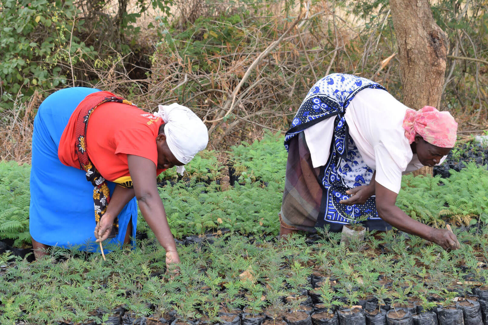 two women plant saplings