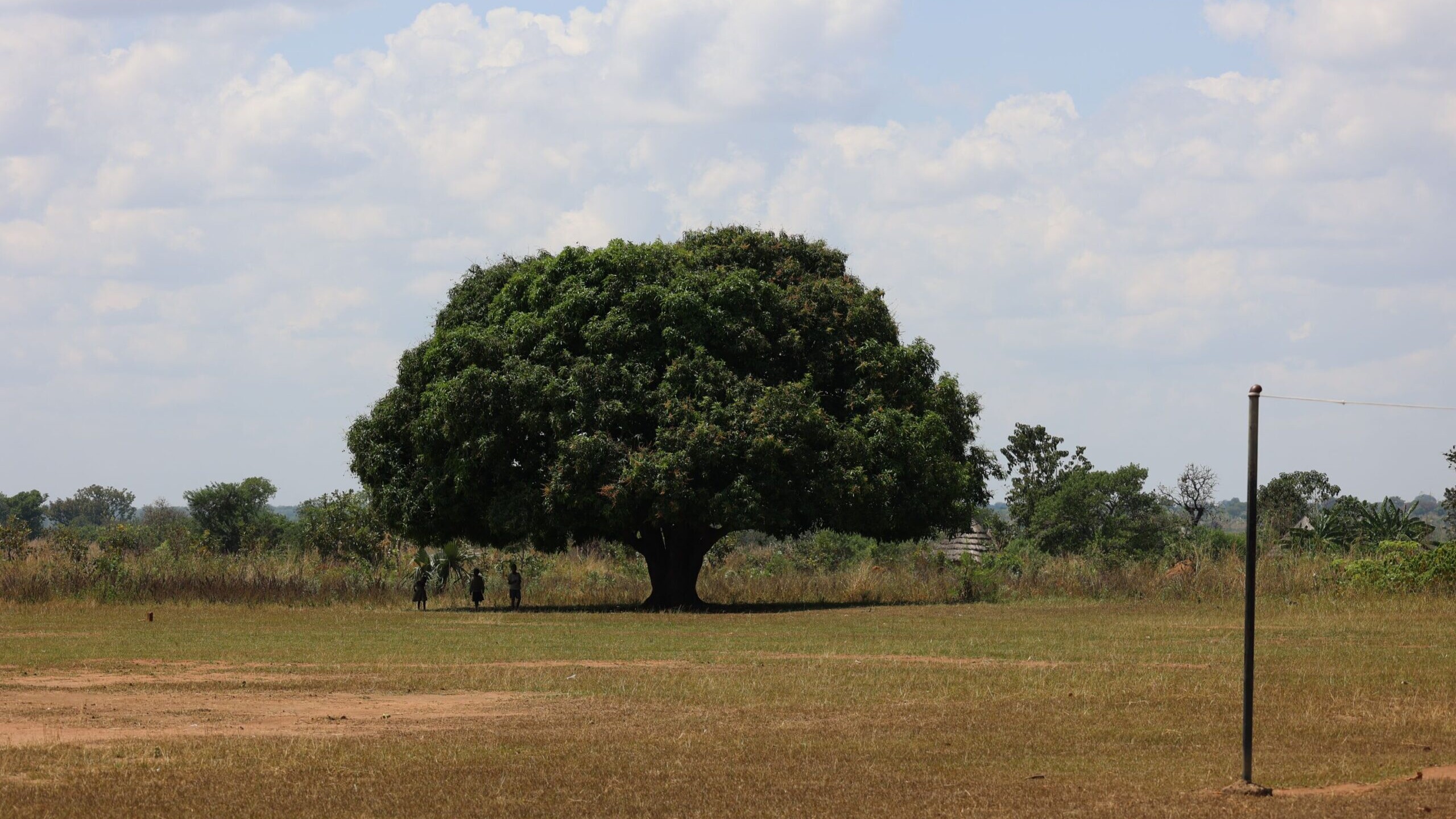 A large tree in Uganda