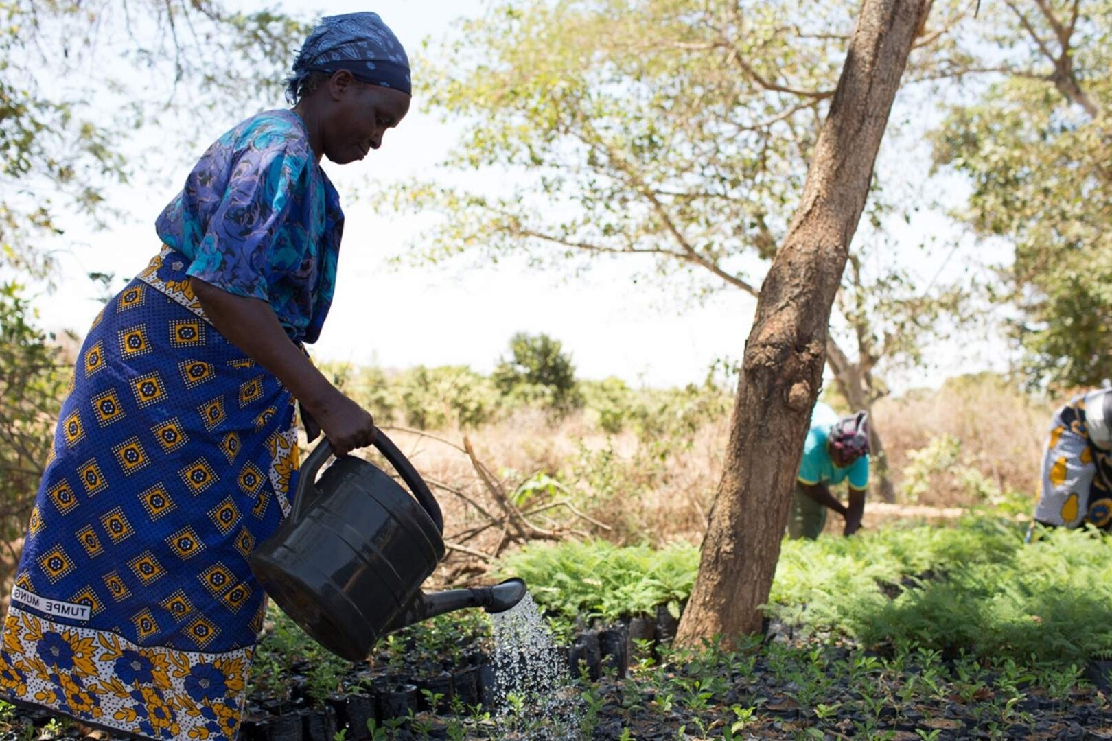 woman waters her seedlings