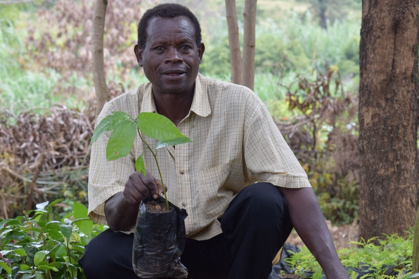 farmer with young tree