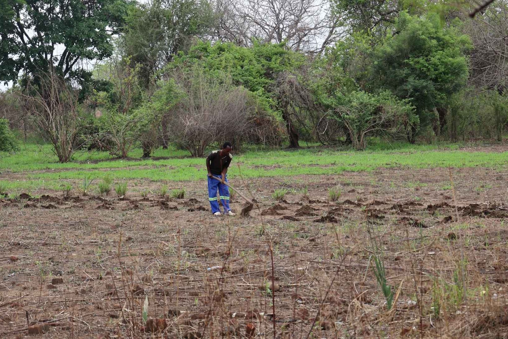 farmer in crop field